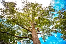 How Our Tree Care Process Works  in  St Paul, MN