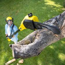 St Paul, MN Tree Removal Company