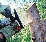Best Fruit Tree Pruning  in St Paul, MN