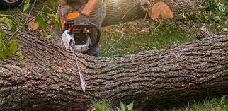 Best Stump Grinding and Removal  in St Paul, MN