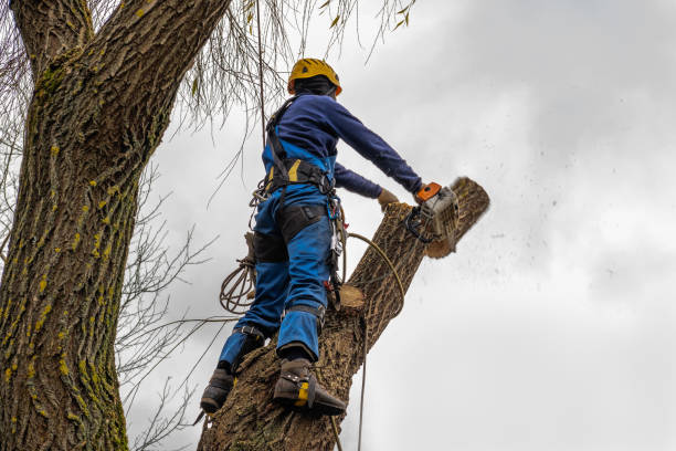 How Our Tree Care Process Works  in  St Paul, MN
