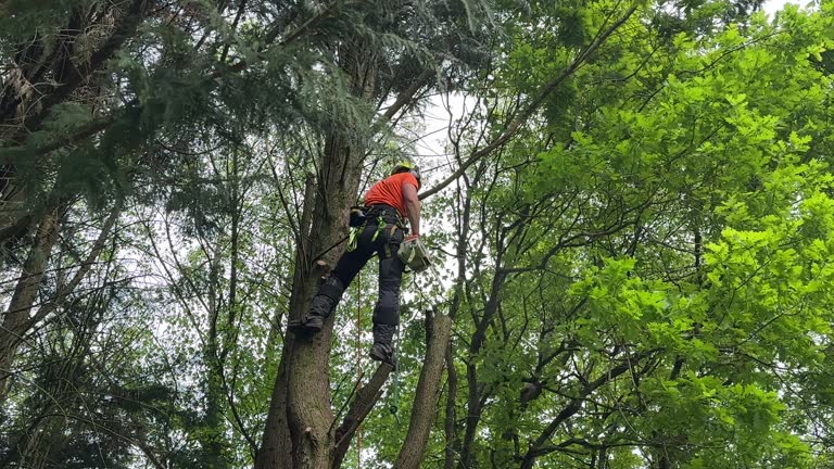 Best Hazardous Tree Removal  in St Paul, MN