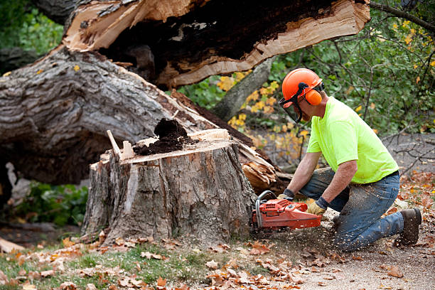 Trusted St Paul, MN Tree Removal Experts